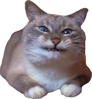 😏 5088f7c8 고양이, 동물, 애완동물, 고양이과, 파란 눈, 귀여운 telegram sticker