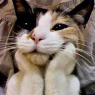 Эти ебучие коты telegram stickers