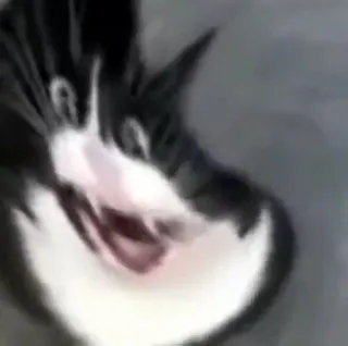 😵 63e898ac 고양이, 밈, 동물, 웃긴, 애완 동물 telegram sticker