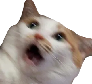 😮 69a840f9 고양이, 충격, 놀람, 동물, 웃긴, 밈 telegram sticker