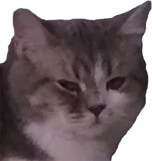 😒 6be13157 고양이, 애완동물, 동물, 고양이과, 집고양이 telegram sticker