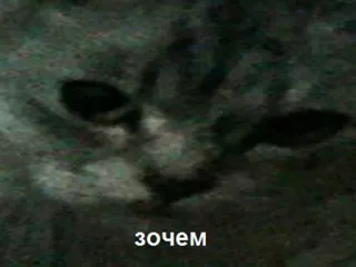 😑 71ede94d зочем 고양이, 러시아어, 밈, 동물, зочем, 회색 고양이, 웃긴 telegram sticker