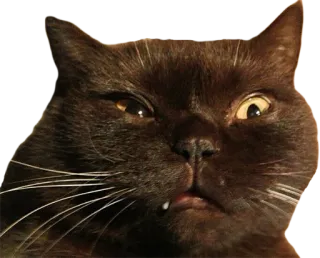 😟 756f1804 고양이, 웃긴, 동물, 밈, 애완 동물, 귀여운, 가축 telegram sticker