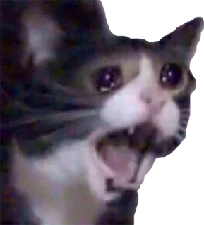 😭 76aa8603 고양이, 우는, 밈, 슬픈, 동물, 애완 동물, 괴로운 telegram sticker