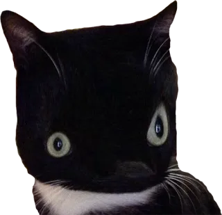 😨 7cf28752 고양이, 동물, 애완동물, 흑백, 포유류 telegram sticker