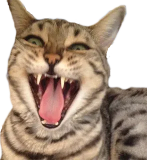 😆 7e8469fe 고양이, 고양이과, 동물, 애완동물, 집고양이, 하품, 입 벌림 telegram sticker