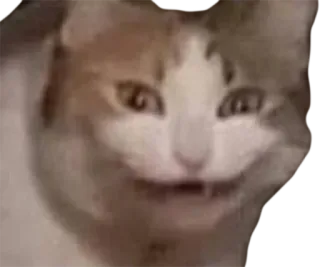 🤨 826a86d8 고양이, 밈, 웃긴, 동물, 애완 동물, 고양이과 telegram sticker