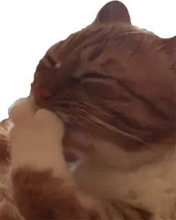 🗣 9282da5a 고양이, 핥기, 주황색, 동물, 애완동물, 미용, 고양이과 telegram sticker