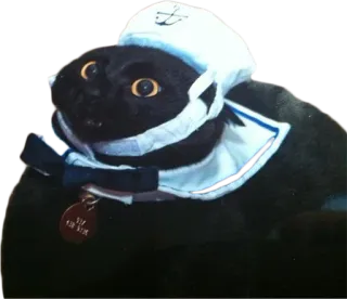 ⛵️ 93dd7266 Viz 428 Rose 고양이, 검은 고양이, 선원, 애완 동물, 동물 telegram sticker