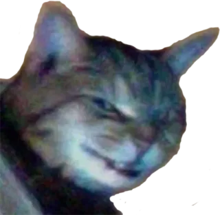 😈 b6f7d555 고양이, 동물, 밈, 웃긴, 애완동물, 얼룩무늬 telegram sticker