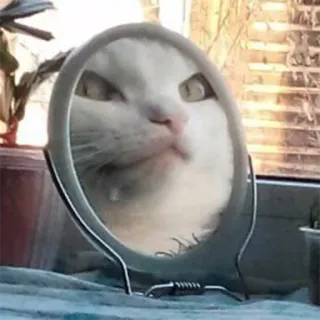 🖼 c00bf41e 고양이, 거울, 동물, 반사, 집고양이 telegram sticker