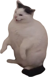 😈 cd822fe8 고양이, 동물, 웃긴, 밈, 귀여운, 애완 동물 telegram sticker