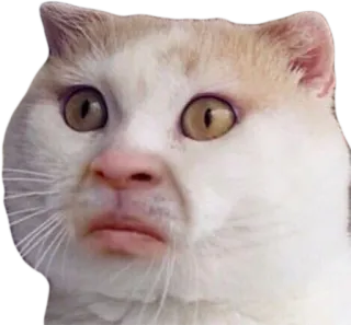 ☹️ e36fe8f8 고양이, 동물, 밈, 웃긴, 표정, 귀여운 telegram sticker