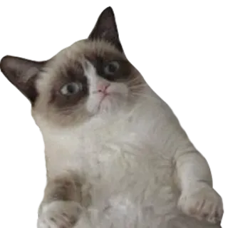 😨 f050bc39 Grumpy Cat mèo, gắt gỏng, meme, động vật, thú cưng telegram sticker