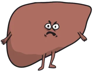 😡 64c05ac4 ตับ, กายวิภาคศาสตร์, การ์ตูน, อวัยวะ, การแพทย์, สุขภาพ telegram sticker
