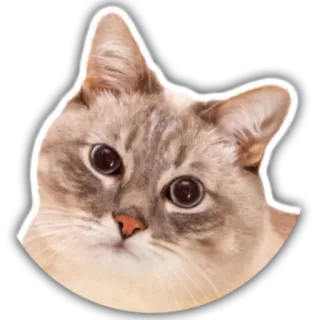 😊 31b19e8c 猫, 动物, 宠物, 家畜, 可爱, 猫科动物 telegram sticker