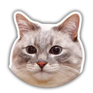 😐 3adc2b80 猫, 宠物, 动物, 贴纸, 家猫, 猫科动物 telegram sticker