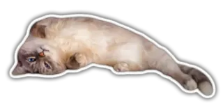 ☺️ 5a7b20d6 猫, 动物, 宠物, 可爱, 搞笑, 家养, 哺乳动物 telegram sticker