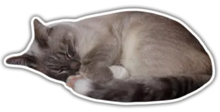 😴 b291c47d 猫, 动物, 睡觉, 可爱, 猫科, 家猫 telegram sticker