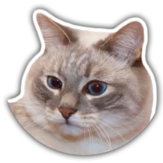 😐 e87b4a9f 猫, 动物, 宠物, 可爱, 家猫, 蓝眼睛 telegram sticker