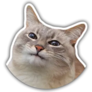 😑 ece2ec8f 猫, 动物, 宠物, 可爱, 家养, 猫科动物 telegram sticker