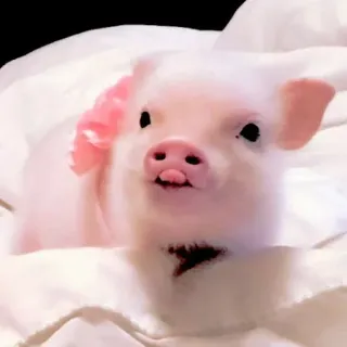 🥺 1540f786 piglet, pig, animal, cute, farm animal, pink, flower whatsapp sticker
