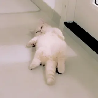 🥺 1623be33 cat, sleeping, pet, animal, white cat, domestic animal whatsapp sticker