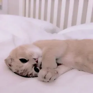🥺 1c4167d1 cat, kitten, cute, animal, pet, sleeping, bed, soft whatsapp sticker
