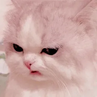🥺 22ab633d cat, angry, meme, pet, cute, kitten, grumpy, animal whatsapp sticker