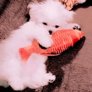 🥺 46697cbc dog, puppy, cute, pet, animal, fish toy, adorable whatsapp sticker