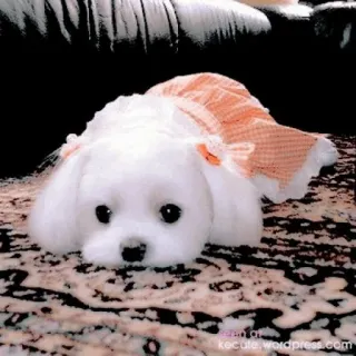 🥺 5842fa6f kecute.wordpress.com dog, cute, puppy, small, white, pet, adorable, animal whatsapp sticker