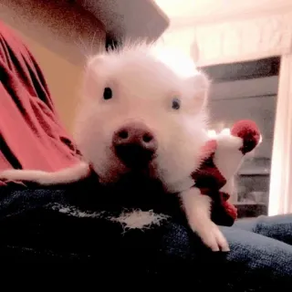 🥺 61223ed1 pig, pet, animal, cute, domestic animal whatsapp sticker