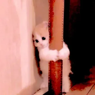 🥺 891d355c kitten, cat, cute, animal, pet, scottish fold whatsapp sticker