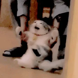 jessica whatsapp stickers