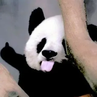 🥺 cbc8b80f panda, middle finger, offensive, rude, animal, gesture, funny whatsapp sticker