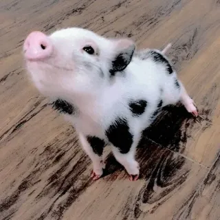 🥺 d2027325 pig, animal, cute, pet, farm animal whatsapp sticker