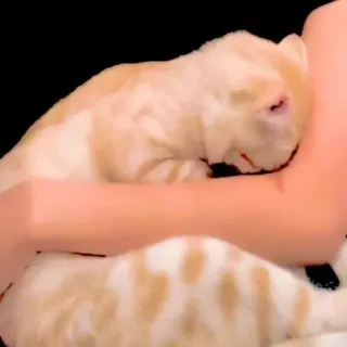 🥺 f4df4c74 cat, animal, pet, kitten, cute, feline whatsapp sticker