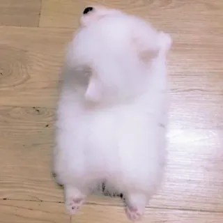 🥺 f6e45d7c dog, puppy, cute, animal, pet, white, fluffy, domestic whatsapp sticker