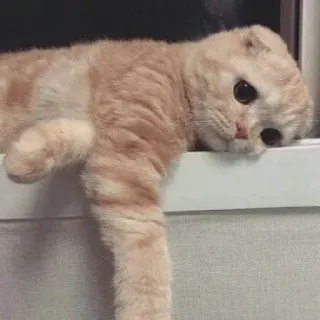 😕 053c7ee3 chat, mignon, chaton, animal, animal de compagnie, scottish fold, félin telegram sticker