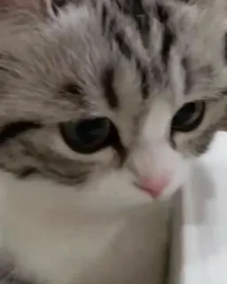 🙁 05463346 chat, chaton, animal de compagnie, animal, mignon, domestique, félin telegram sticker