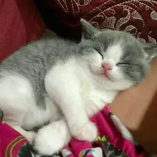 💤 07de10e0 chat, chaton, dormir, mignon, animal, animal de compagnie telegram sticker