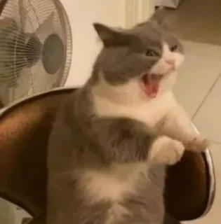 🙀 196ce950 chat, drôle, animal, mème, bâillement telegram sticker