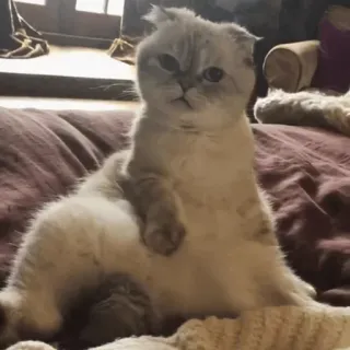😐 4bc9549b chat, animal de compagnie, animal, mignon, félin, chat domestique, Scottish Fold telegram sticker