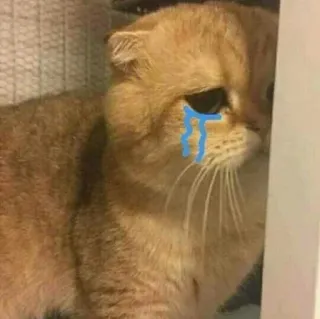 😢 592b2495 chat, pleurs, triste, animal de compagnie, animal, larmes telegram sticker