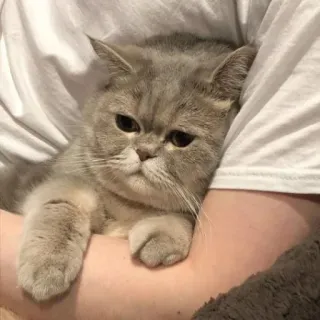 😐 5c839803 chat, animal de compagnie, animal, chat domestique, mammifère, mignon telegram sticker