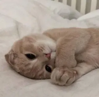 🥱 5f43eafd chat, chaton, mignon, animal, animal de compagnie, animal domestique, félin telegram sticker