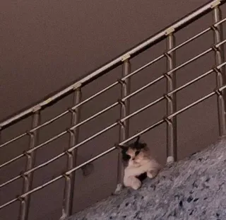 😐 6472da2b chat, escalier, animal, animal de compagnie, mignon, chat domestique telegram sticker