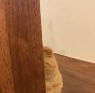 🥺 7f5a2b16 chat, animal de compagnie, animal, caché, porte, chat domestique telegram sticker