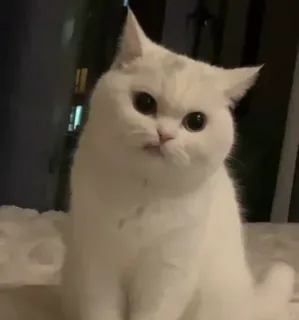 🤨 83c1260e chat, chat blanc, mignon, animal de compagnie, animal, chat domestique telegram sticker