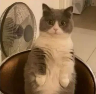 🙄 918e7b56 chat, mignon, animal, chat domestique, drôle, debout telegram sticker